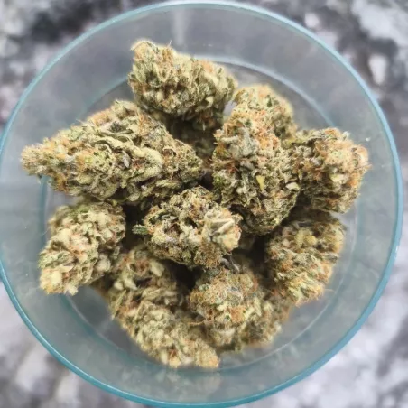 Lemon-Grâce-Happy-Pousse-cultivée-en-indoor