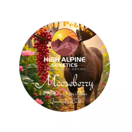 Mooseberry - High Alpine Genetics - Les jardins de bouddha