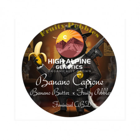 Banano Capione - High Alpine Genetics