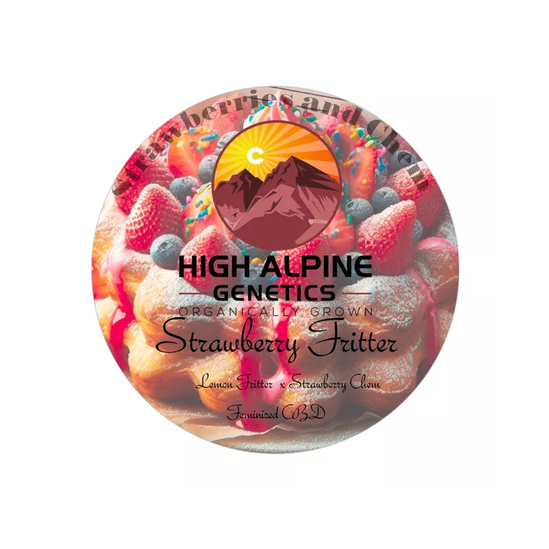 Strawberry Fritter - High Alpine Genetics - Les jardins de bouddha