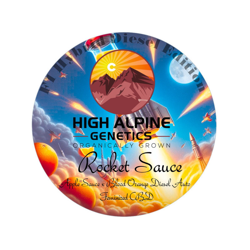 Rocket Sauce - High Alpine Genetics - Les jardins de bouddha