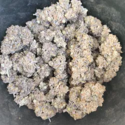 Black Citrus 5 - cultivée en indoor - Les Jardins de Bouddha