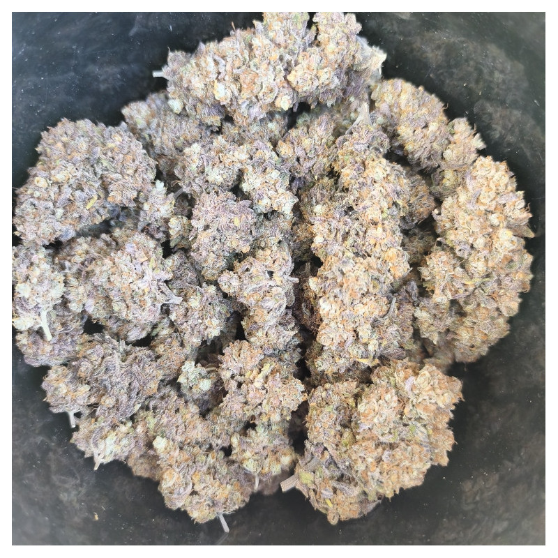 Black Citrus 5 - cultivée en indoor - Les Jardins de Bouddha