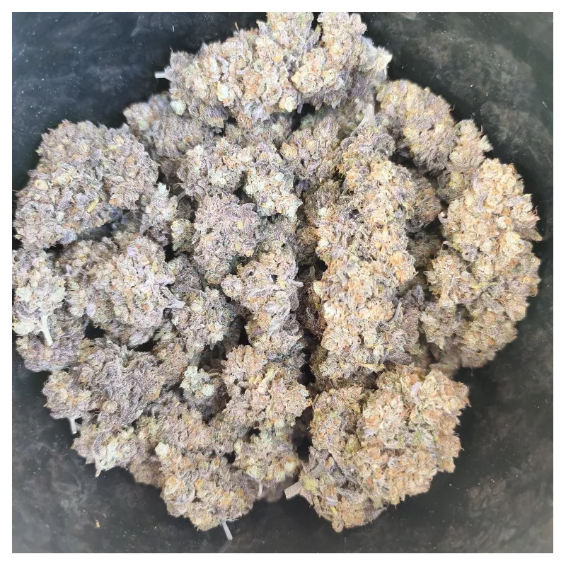 Black Citrus 5 - cultivée en indoor - Les Jardins de Bouddha