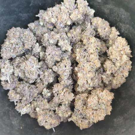 Black Citrus 5 - cultivée en indoor - Les Jardins de Bouddha