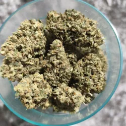 Pineapple-Haze-Happy-Pousse-cultivée-en-indoor