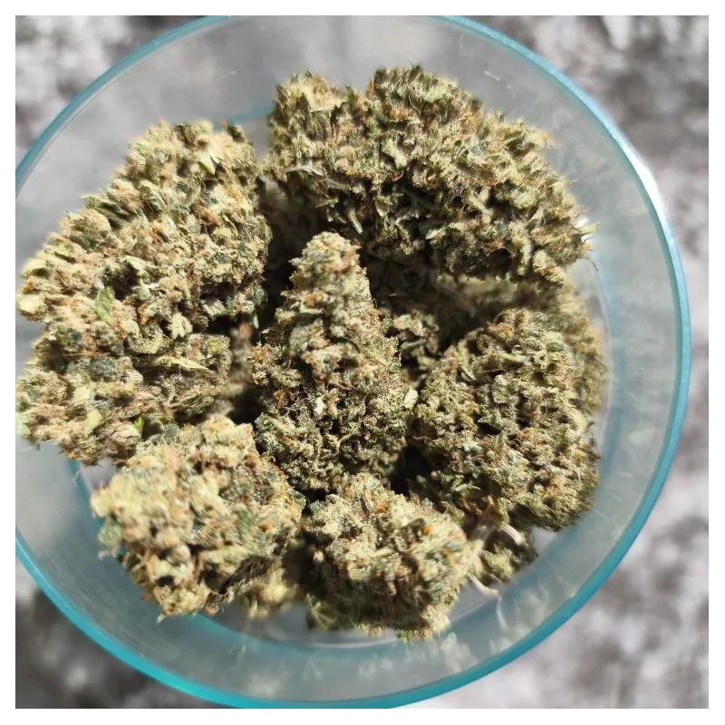 Pineapple-Haze-Happy-Pousse-cultivée-en-indoor