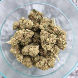 Legendary Skunk