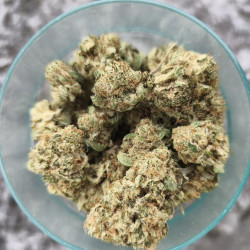 Sweet-Paradis-Happy-Pousse-cultivée-en-indoor