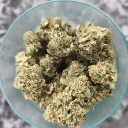 Sweet-Paradis-Happy-Pousse-cultivée-en-indoor