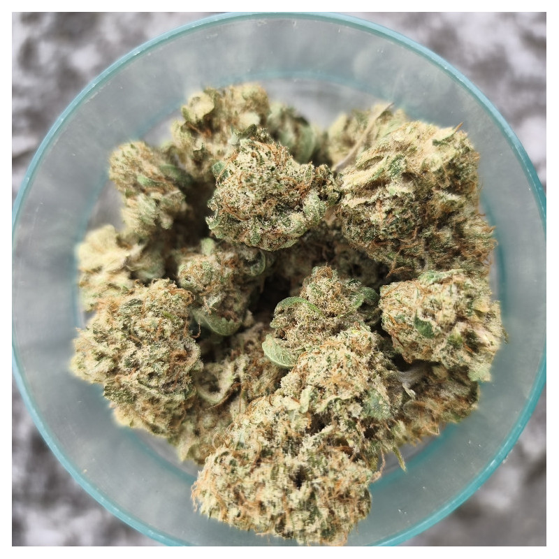 Sweet-Paradis-Happy-Pousse-cultivée-en-indoor