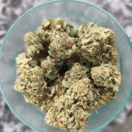 Sweet-Paradis-Happy-Pousse-cultivée-en-indoor