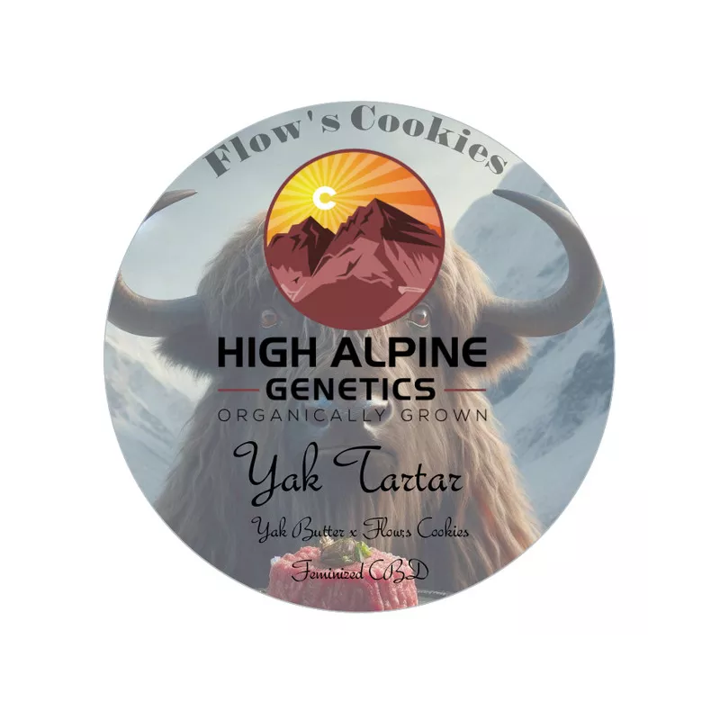 Yak Tartar - High Alpine Genetics - Les jardins de bouddha