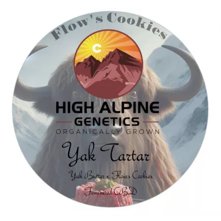Yak Tartar - High Alpine Genetics - Les jardins de bouddha