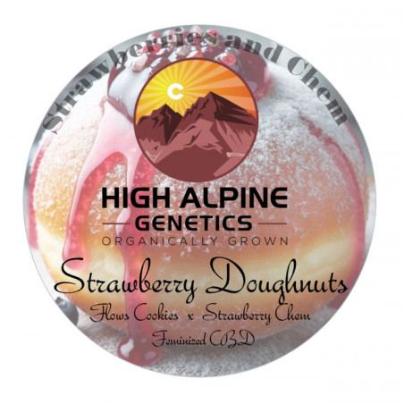 Strawberry Doughnuts - High Alpine Genetics - Les jardins de bouddha