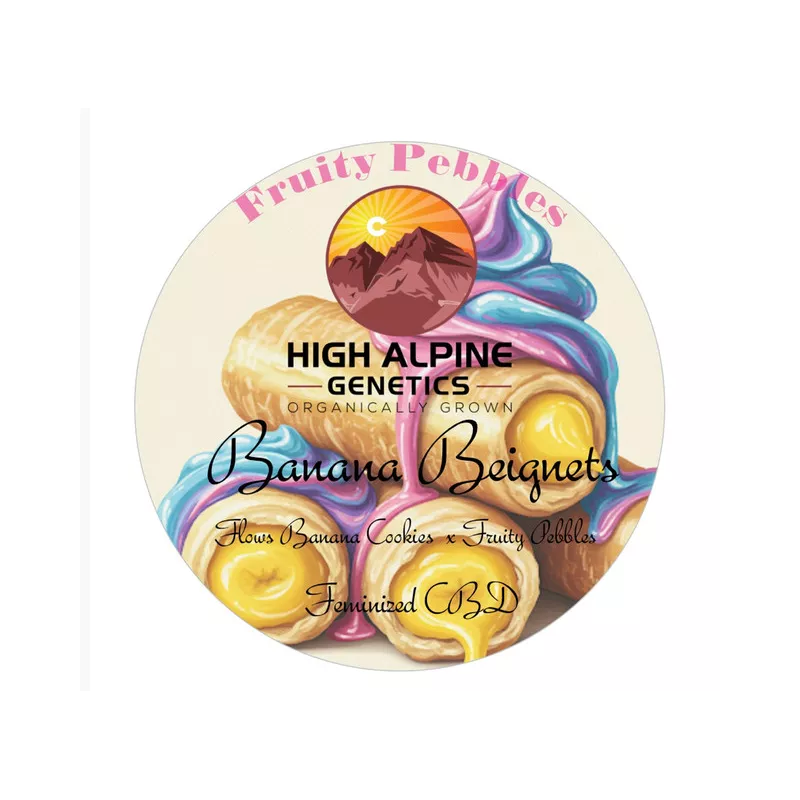 Banana Beignets - High Alpine Genetics - Les jardins de bouddha