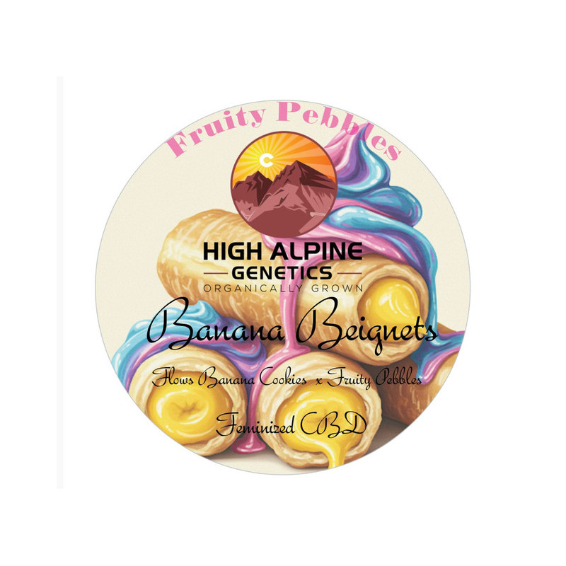 Banana Beignets - High Alpine Genetics