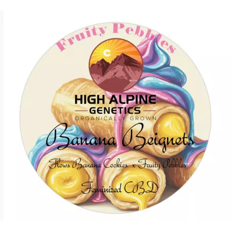 Banana Beignets - High Alpine Genetics - Les jardins de bouddha