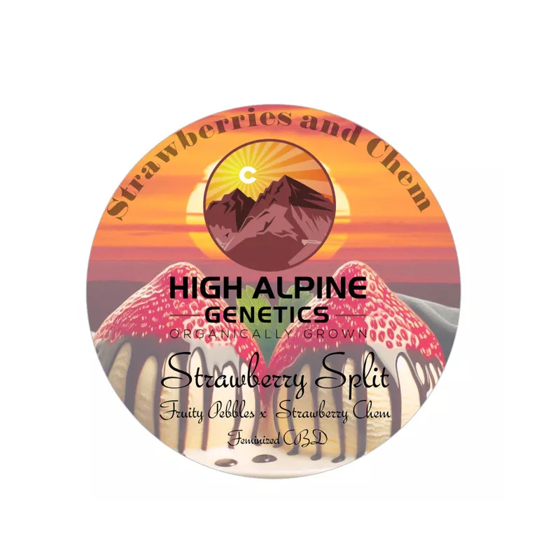 Strawberry Split - High Alpine Genetics - Les jardins de Bouddha
