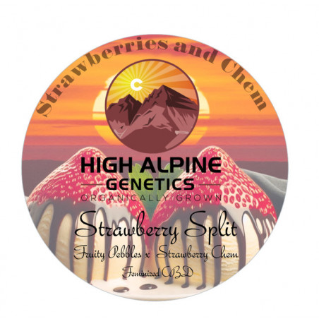 Strawberry Fritter - High Alpine Genetics