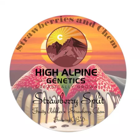 Strawberry Split - High Alpine Genetics - Les jardins de Bouddha
