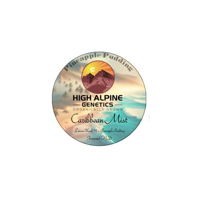 Caribbean Mist - High Alpine Genetics - Les jardins de bouddha