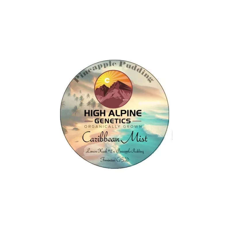Caribbean Mist - High Alpine Genetics - Les jardins de bouddha