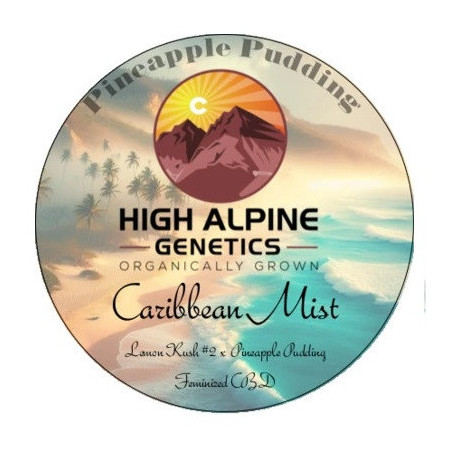 Caribbean Mist - High Alpine Genetics - Les jardins de bouddha