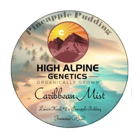 Caribbean Mist - High Alpine Genetics - Les jardins de bouddha