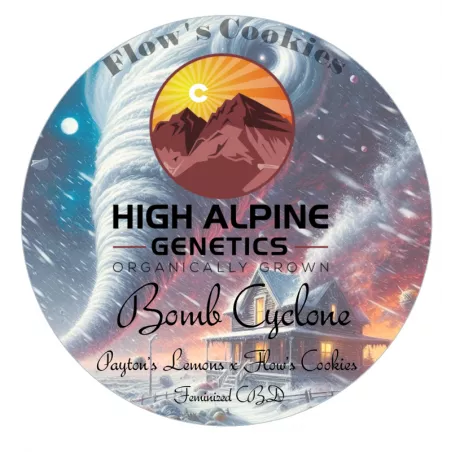 Bomb Cyclone - High Alpine Genetics - Les jardins de bouddha