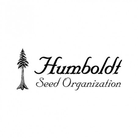 Blueberry Headband - humboldt - Les jardins de bouddha