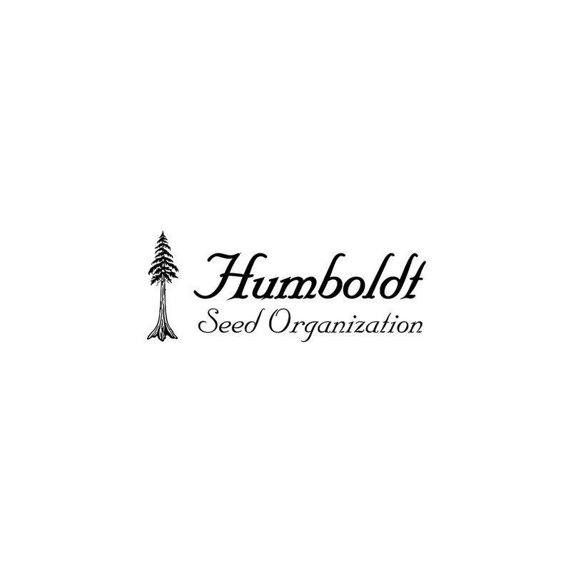 Chocolate mint og 2.0 - humboldt - Les jardins de bouddha