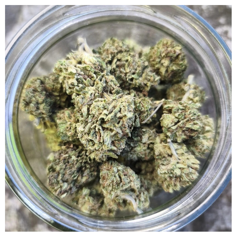 Bomb Cyclone - La tête à l'ouest