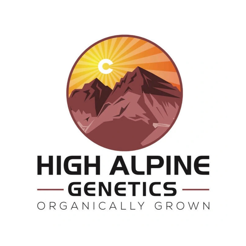 Pineapple snowcone - High Alpine Genetics - Les jardins de bouddha