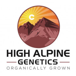Legendary Platinium OG - High Alpine Genetics - Les jardins de bouddha