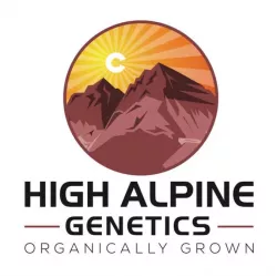Pineapple Mimosa - High Alpine Genetics - Les jardins de bouddha
