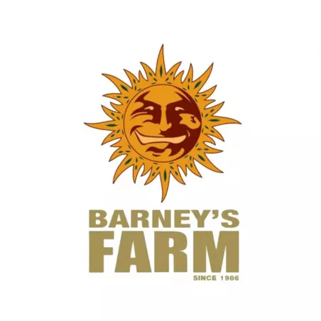 Purple Punch Auto - Barney's Farm - Les jardins de bouddha