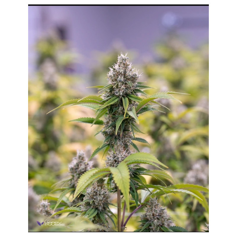Dark-Saphir-Happy-Pousse-cultivée-en-indoor