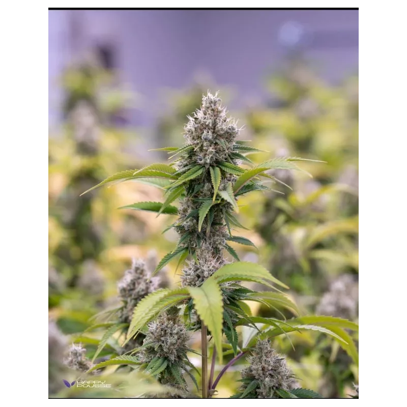 Dark-Saphir-Happy-Pousse-cultivée-en-indoor