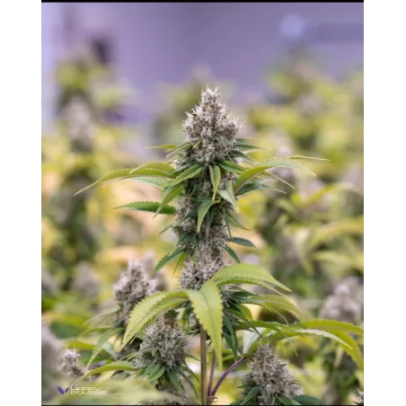 Dark-Saphir-Happy-Pousse-cultivée-en-indoor