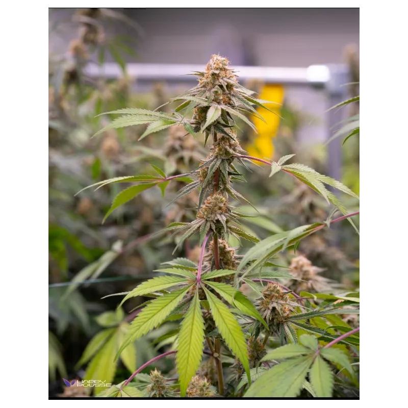 Sweet-Paradis-Happy-Pousse-cultivée-en-indoor