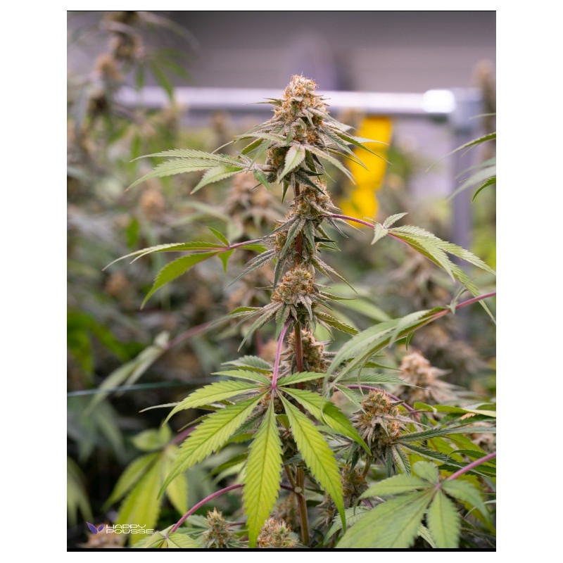 Sweet-Paradis-Happy-Pousse-cultivée-en-indoor