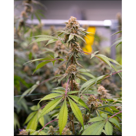 Sweet-Paradis-Happy-Pousse-cultivée-en-indoor