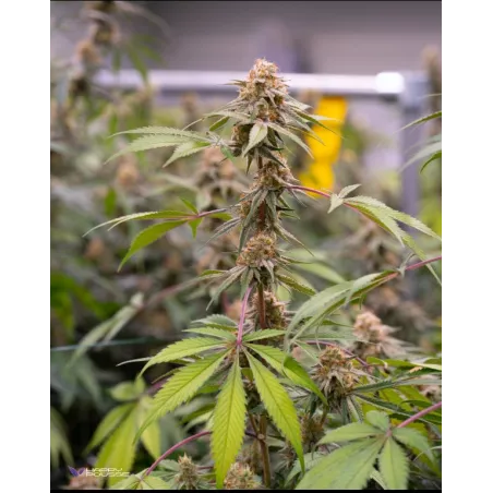 Sweet-Paradis-Happy-Pousse-cultivée-en-indoor