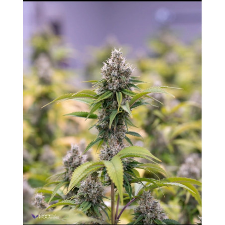 Pineapple-Haze-Happy-Pousse-cultivée-en-indoor