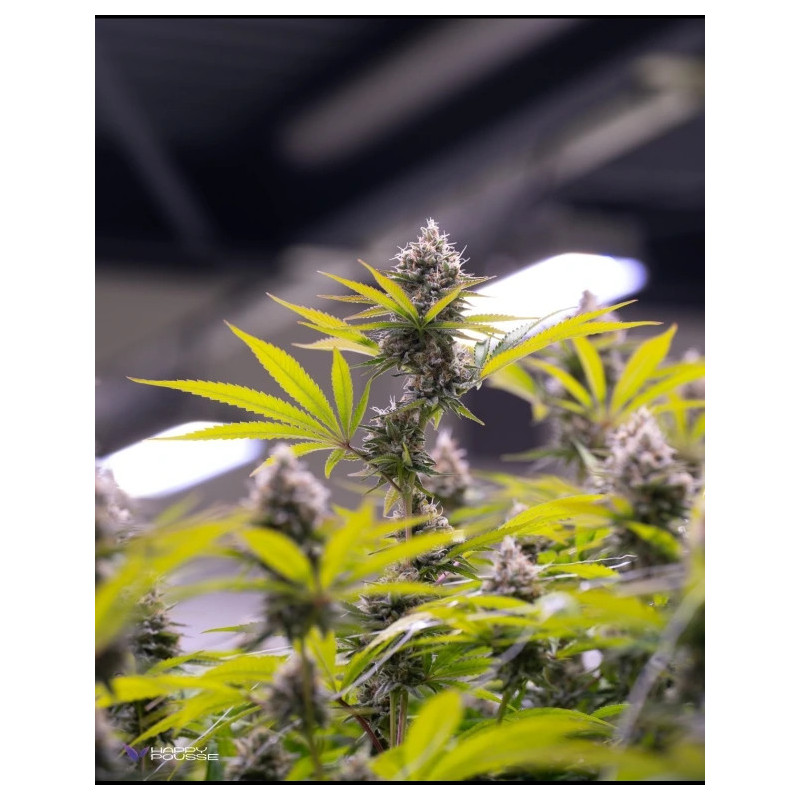 Lemon-Grâce-Happy-Pousse-cultivée-en-indoor