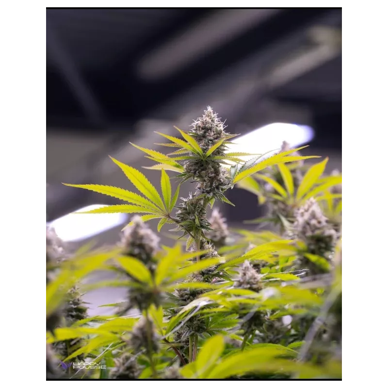 Lemon-Grâce-Happy-Pousse-cultivée-en-indoor