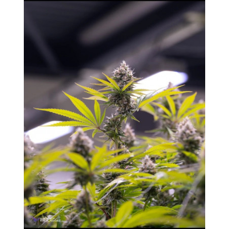 Lemon-Grâce-Happy-Pousse-cultivée-en-indoor