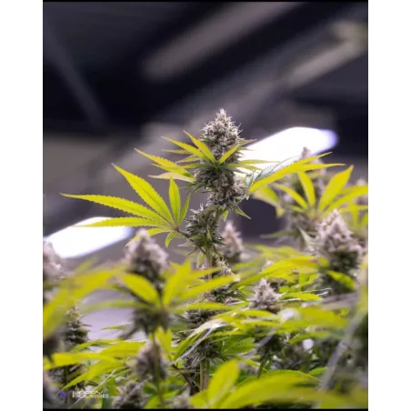 Lemon-Grâce-Happy-Pousse-cultivée-en-indoor