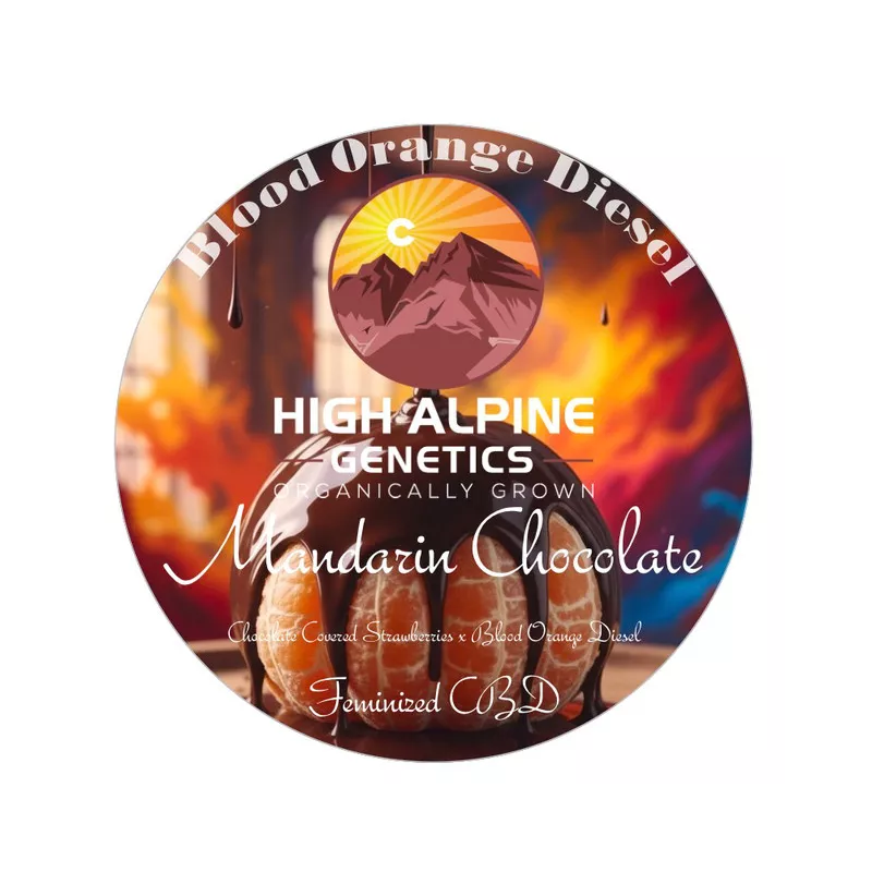 Mandarin Chocolate - High Alpine Genetics - Les jardins de Bouddha